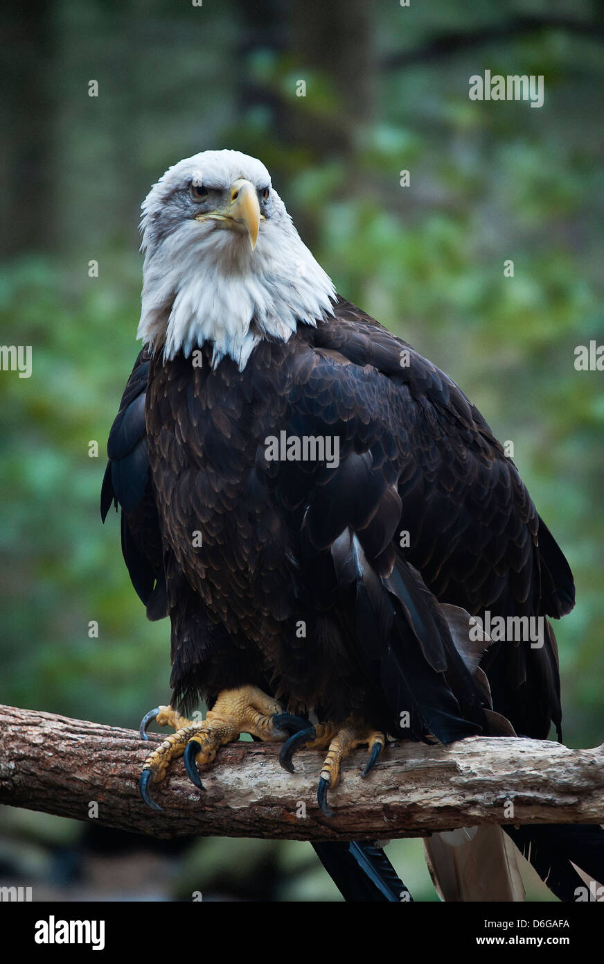 Weißkopf-Seeadler. Stockfoto