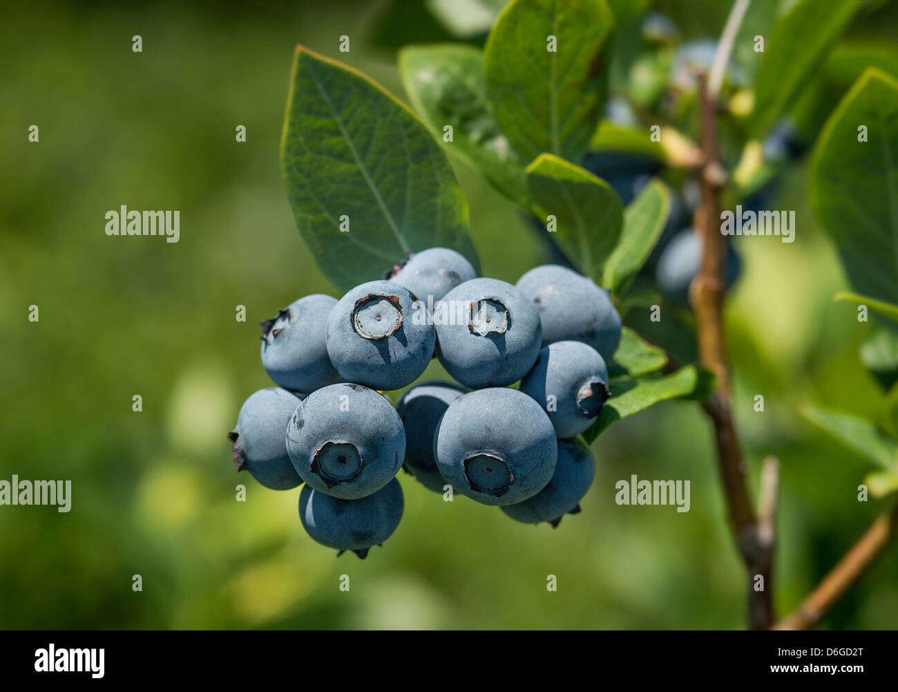 Heidelbeere Busch, New Jersey, USA Stockfoto