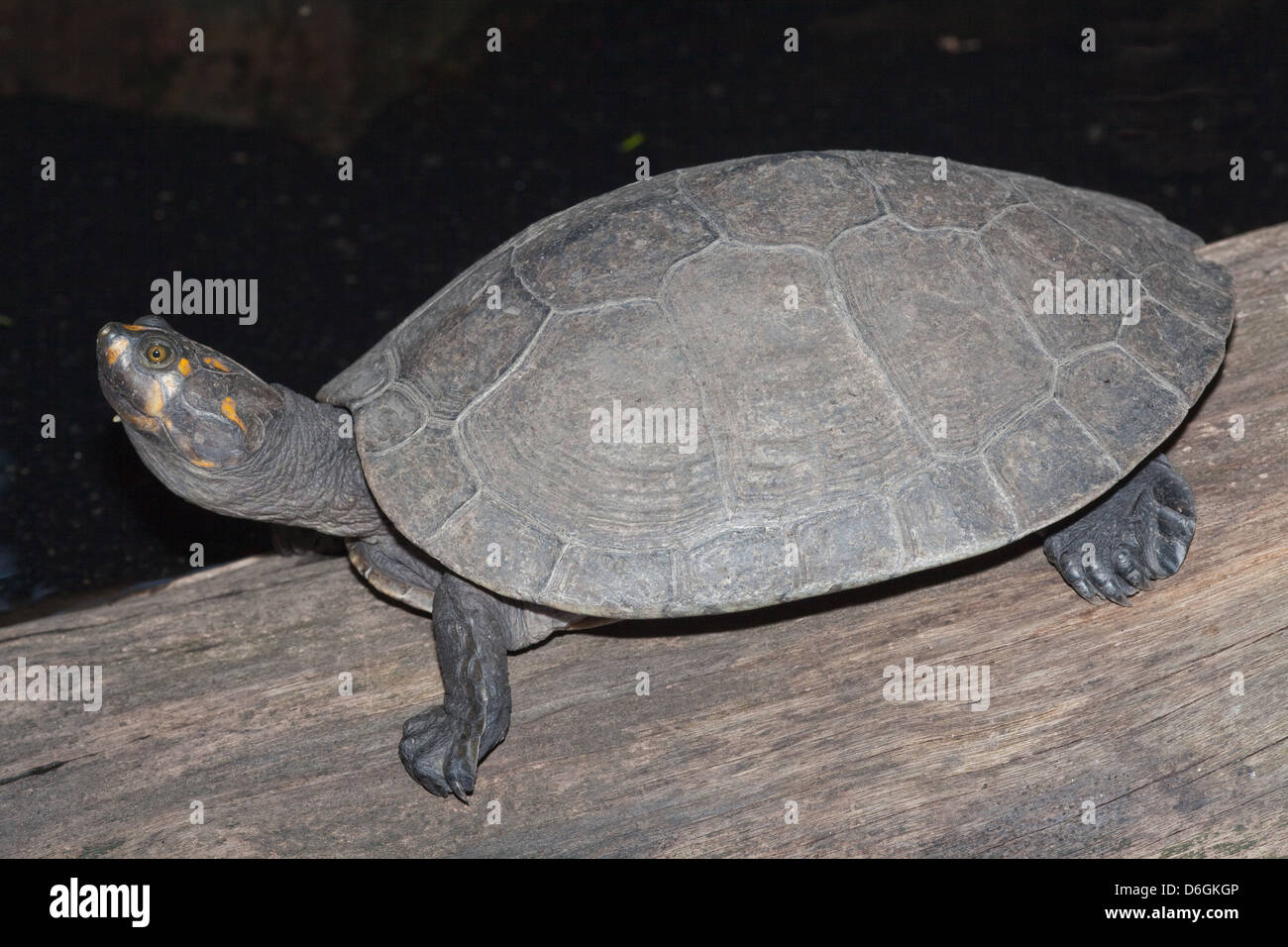 GELB GEFLECKTEN AMAZONAS SCHILDKRÖTE PODOCNEMIS UNIFILIS Stockfoto