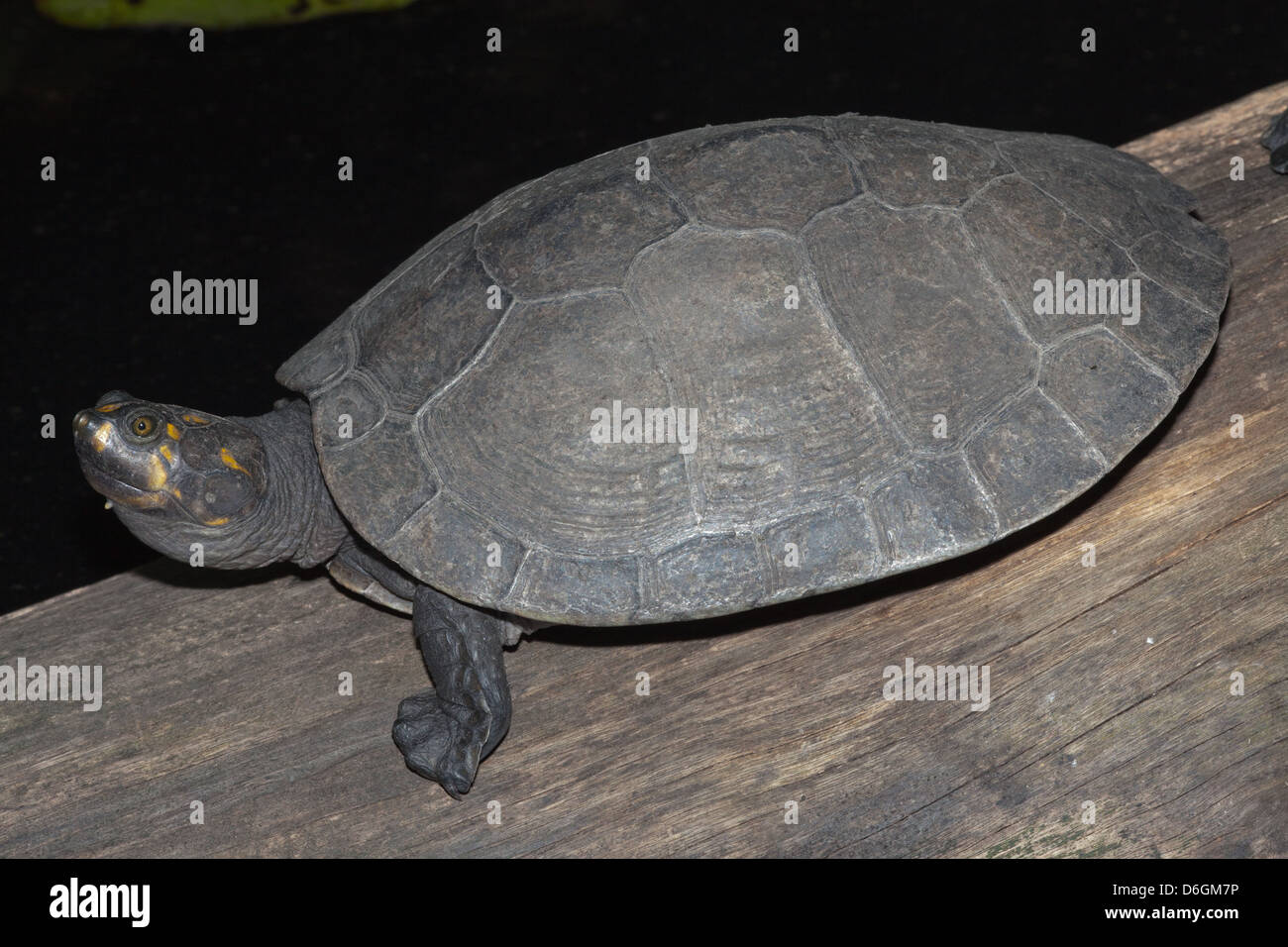 GELB GEFLECKTEN AMAZONAS SCHILDKRÖTE PODOCNEMIS UNIFILIS Stockfoto