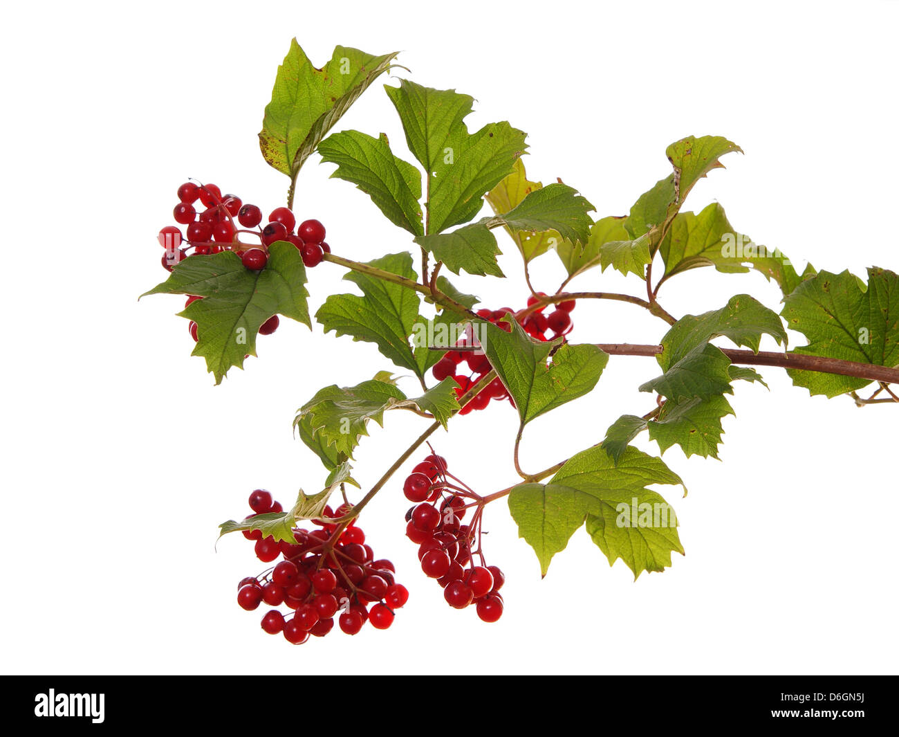 Close-up Zweig des Baumes Viburnum auf weißem Hintergrund Stockfoto
