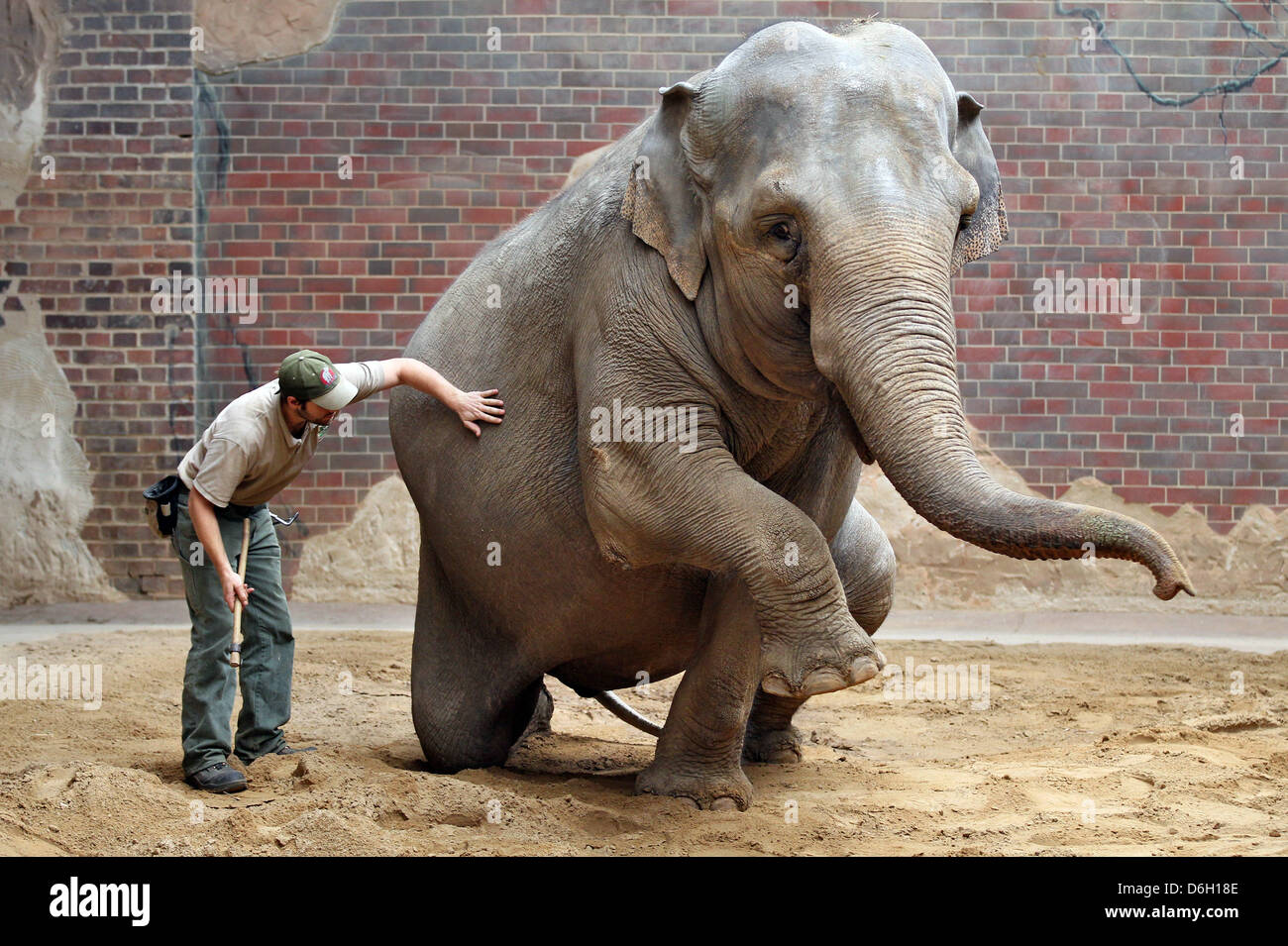 Tierpfleger Peter Kockisch tut Übungen mit schwangere Elefantendame Hoa in der Elefantenanlage des Zoos in Leipzig, Deutschland, 10. Februar 2012. Der Zoo Leipzig bereitet sich auf die erste Geburt eines Elefanten im Zoo in zehn Jahren. Hoa (26) wird zum ersten Mal in ihrem Leben gebären. Stockfoto