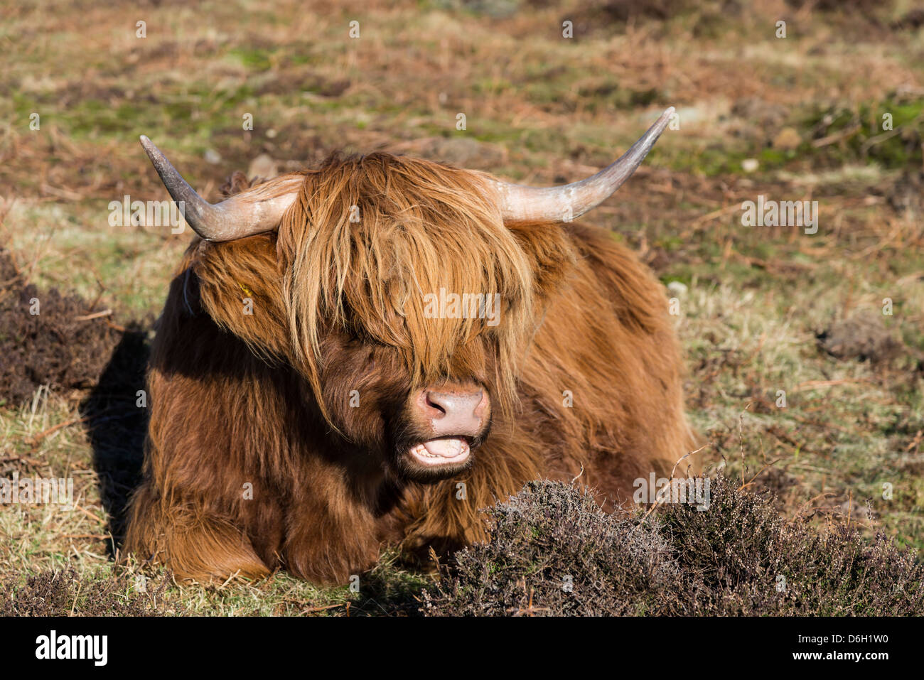 Highland Kuh sitzen mit offenem Mund im englischen Derbyshire Peak District Stockfoto