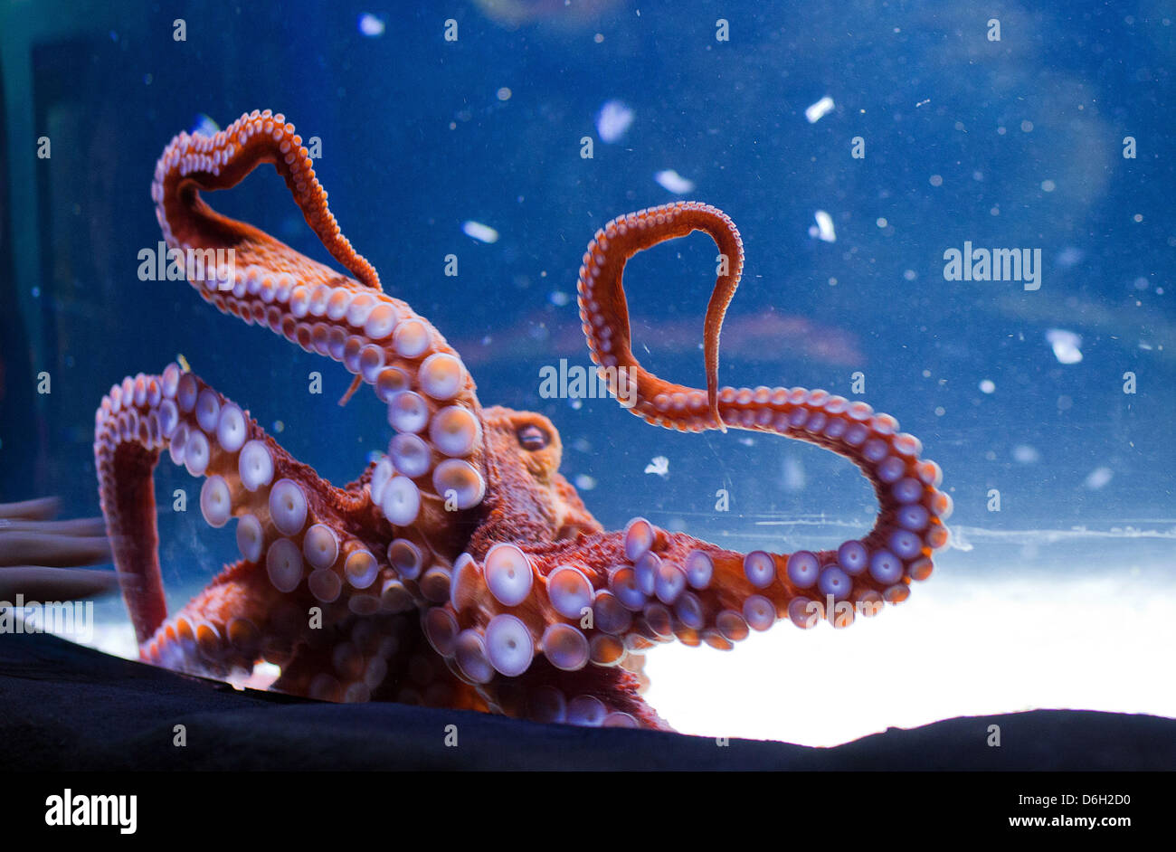 Die "Pazifische Riesenkrake", die größte Octupus der besonderen Ausstellung "Octopus Garden" schwimmt in seinem Aquarium im SeaLife Aquarium Timmendorfer Strand, Deutschland, 28. Februar 2012. Foto: JENS Büttner Stockfoto