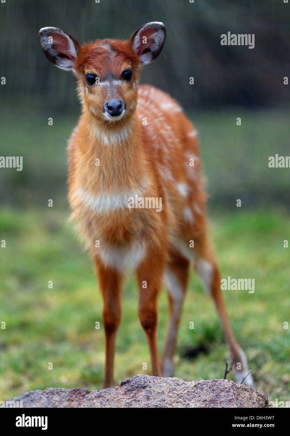 Weibliche Situtunga Antilope "Changa" ist im Zoo in Köln, Deutschland, 1. März 2012 abgebildet. Die Marshbuck wurde am 5. Januar 2012 an der Zoologische Garten in Köln geboren. Der Name ist Kisuaheli für "vorherrschende". Foto: Oliver Berg Stockfoto