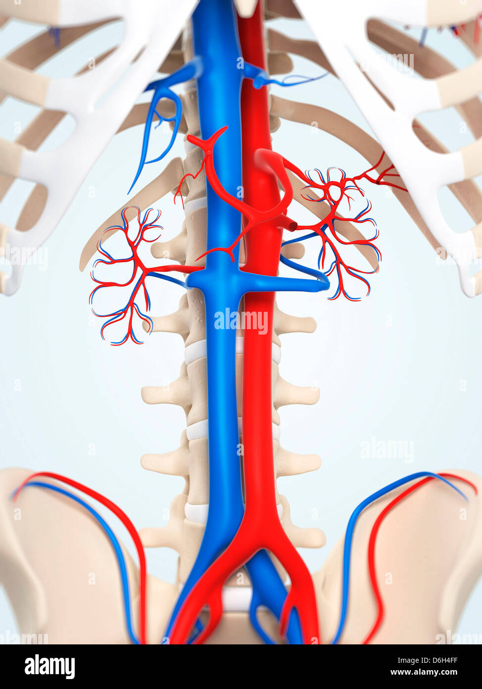 Abdominale Aorta und Vena Cava, artwork Stockfoto