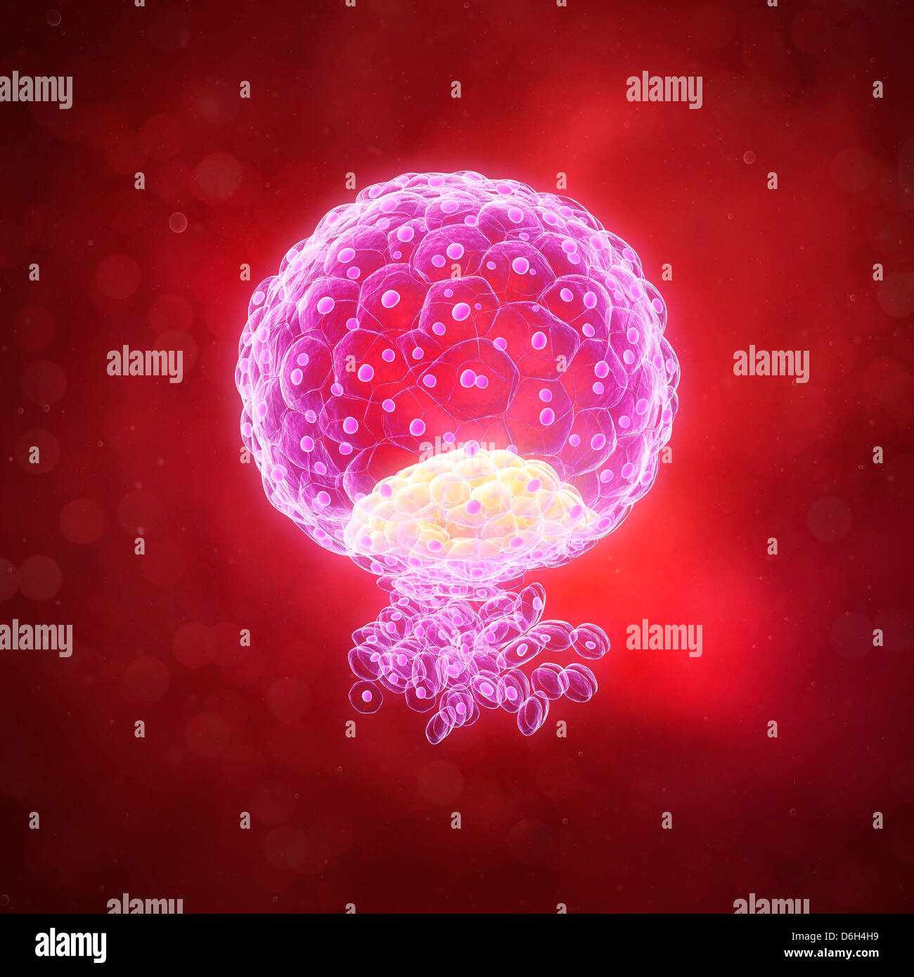 Blastocyst Embryo Stockfotos und bilder Kaufen Alamy