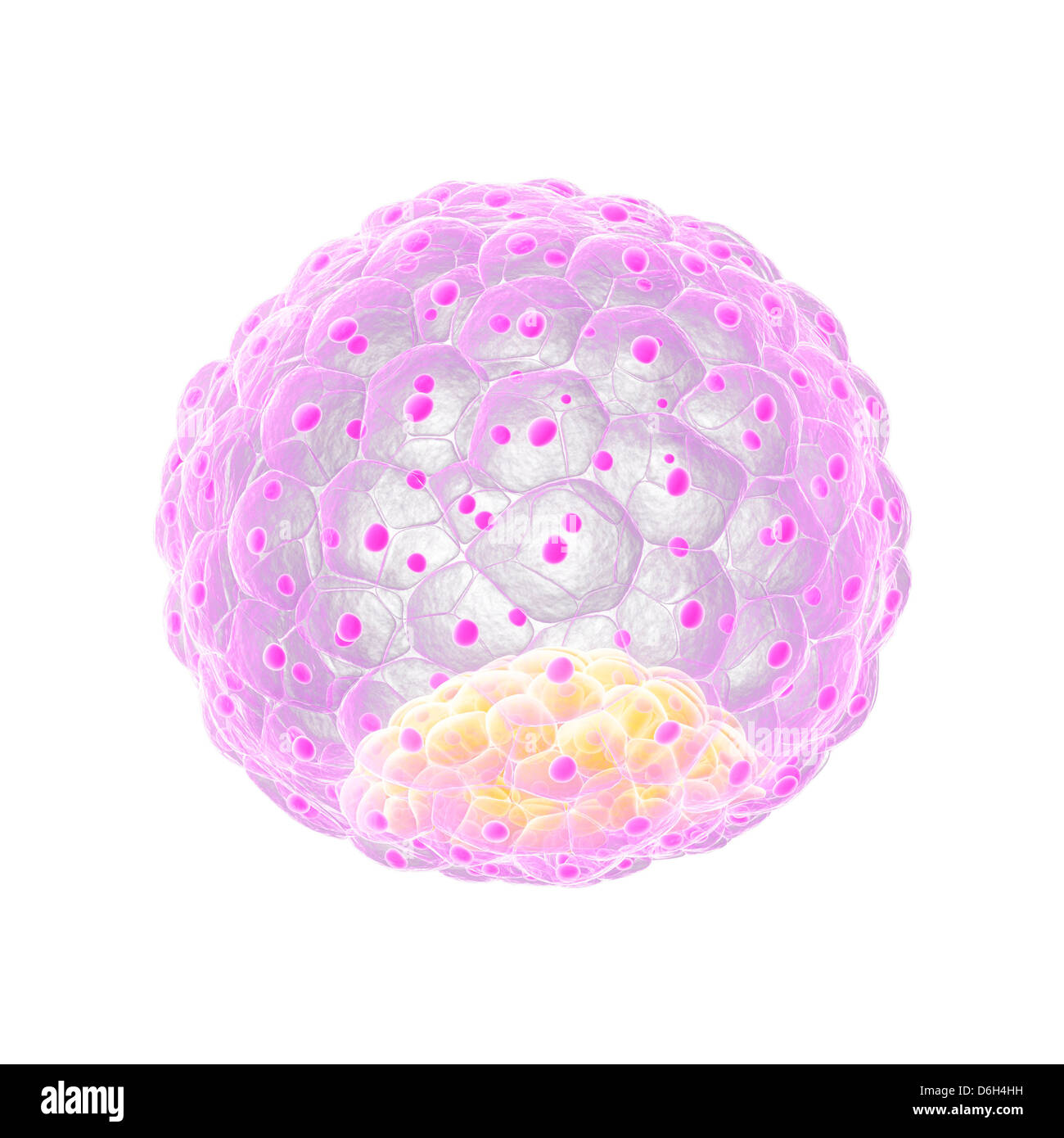 Blastocyst Embryo Stockfotos und bilder Kaufen Alamy