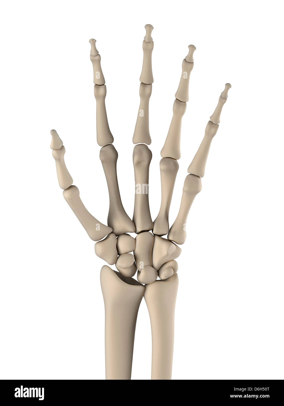 HandBones, artwork Stockfotografie Alamy