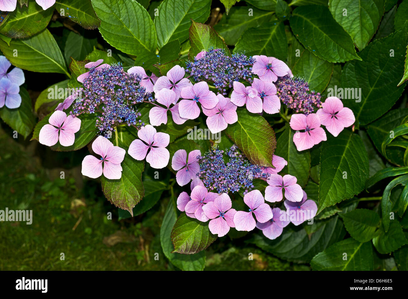 Ping und blaue Blume Leiter der spitze Kappe Hortensie Stockfoto
