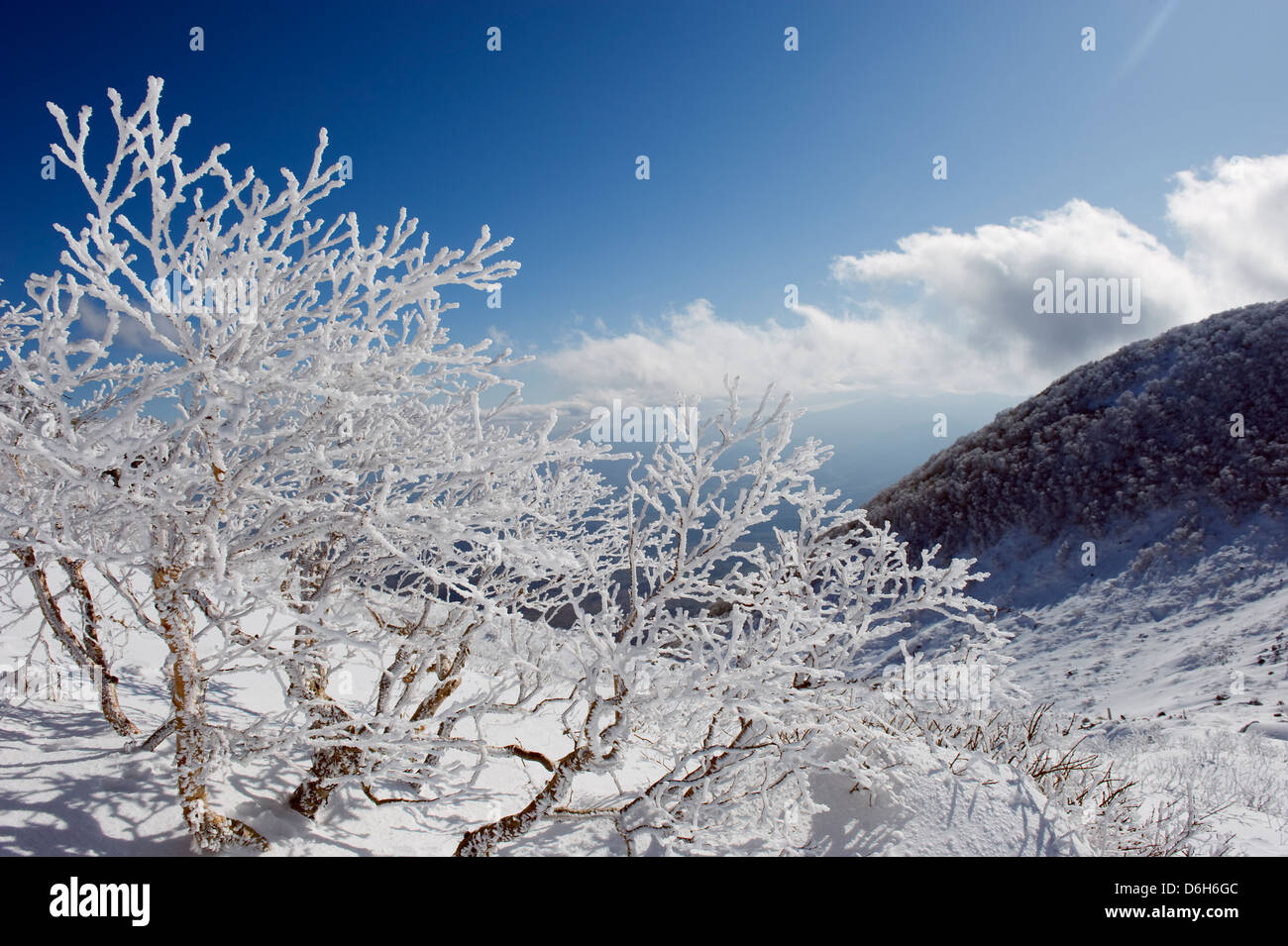 Eis bedeckte Bäume, Iwaki-San-Berg, Präfektur Aomori, Japan, Asien Stockfoto