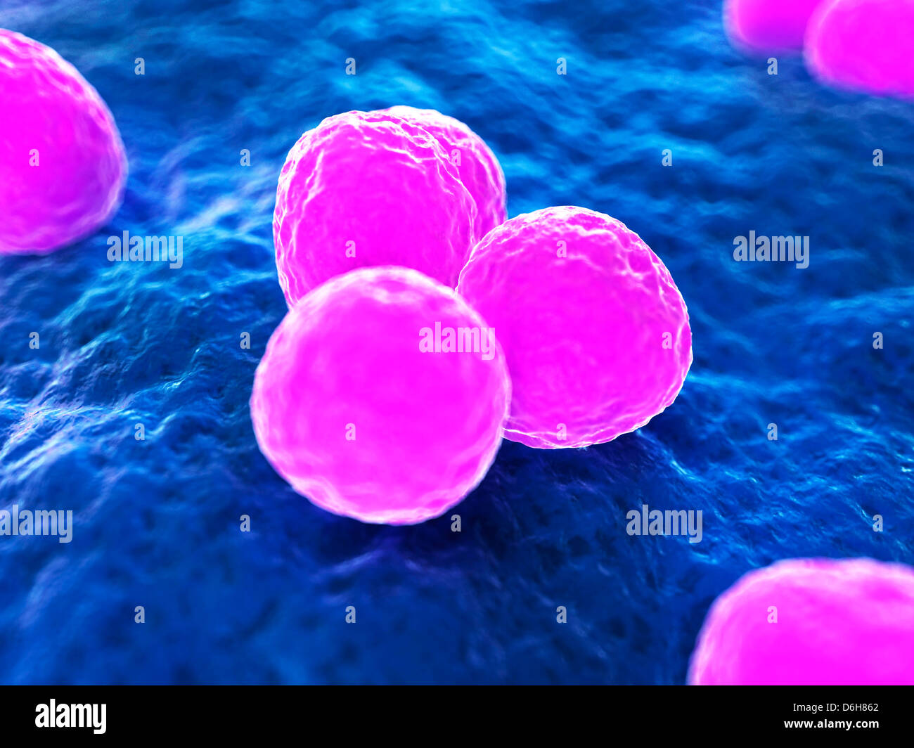 MRSA-Bakterien, artwork Stockfoto