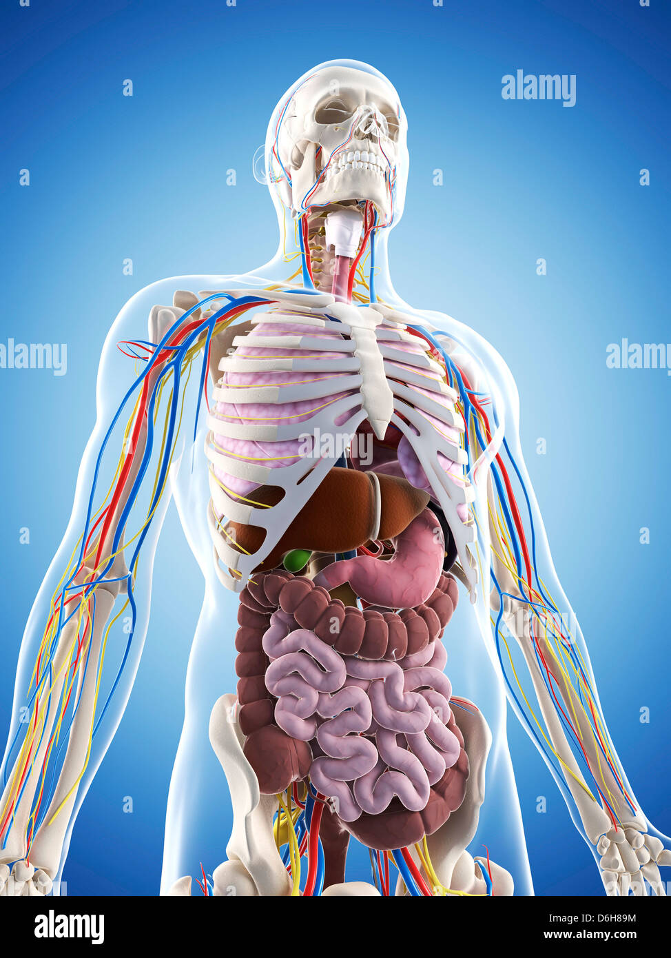 Männliche Anatomie, artwork Stockfotografie - Alamy