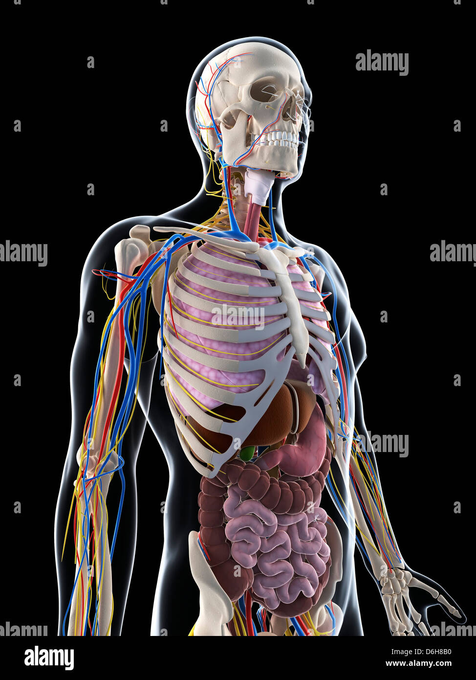 Männliche Anatomie, artwork Stockfoto