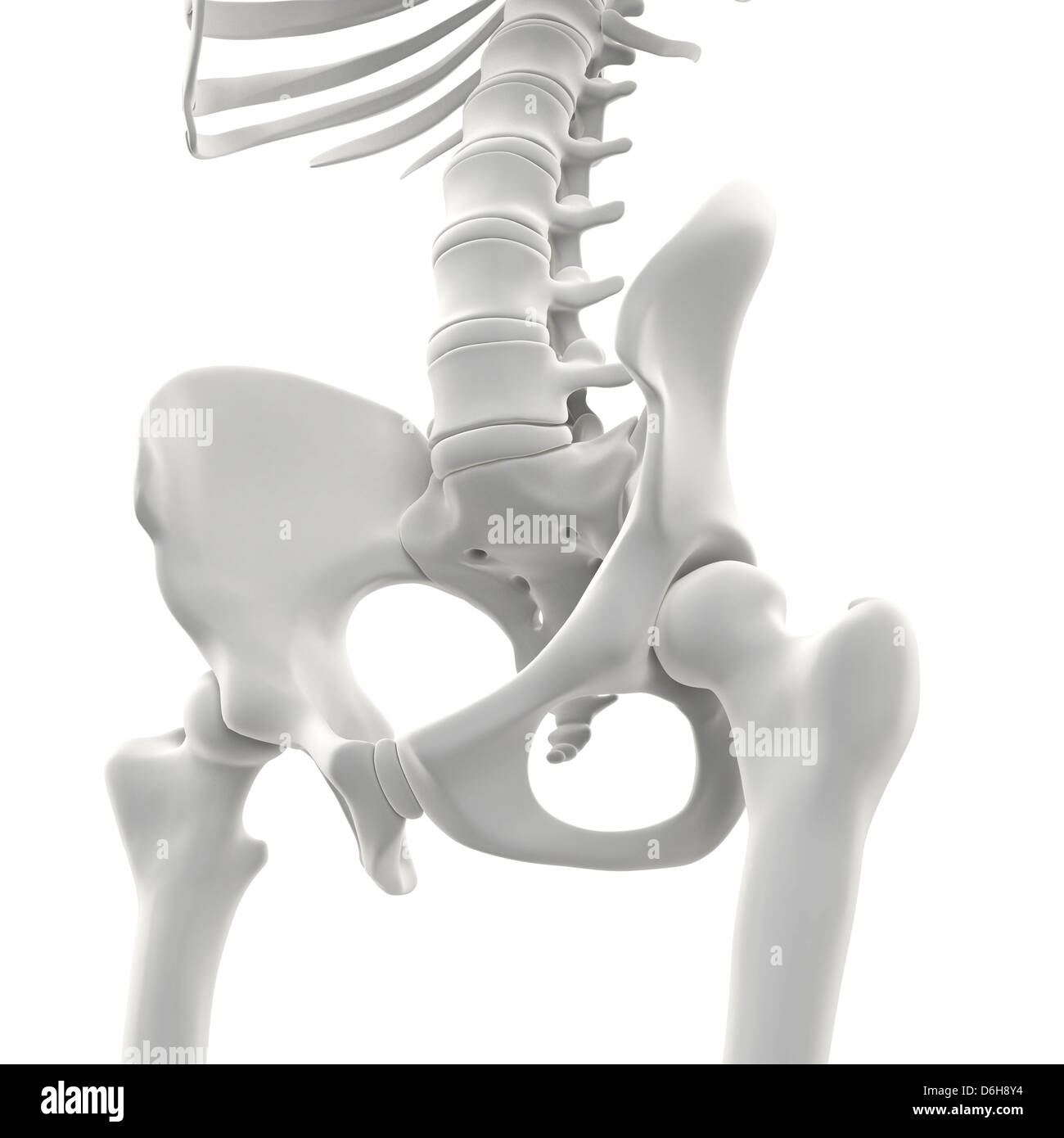 Becken-Knochen, artwork Stockfoto