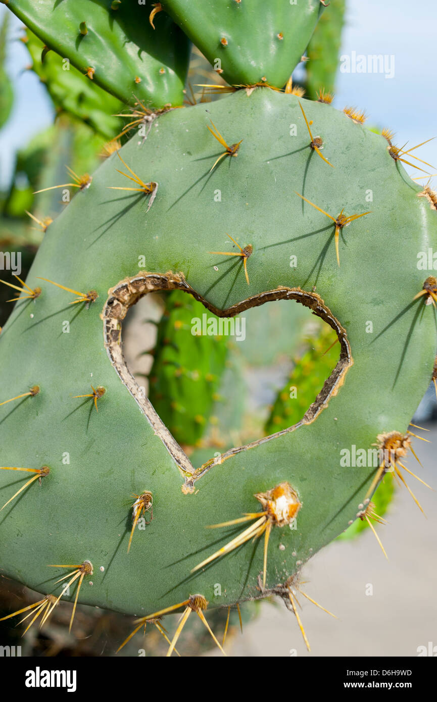 USA Texas TX Herzform geschnitzt in einen Kaktus Pflanze Stockfotografie -  Alamy