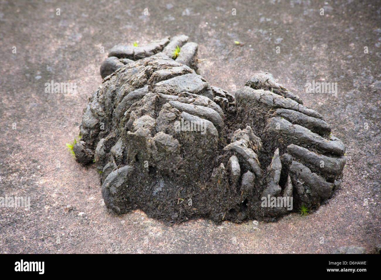 Rest Kot wilden Gaur auf Felsen, Sightseeingempfehlung Nationalpark, Thailand Stockfoto