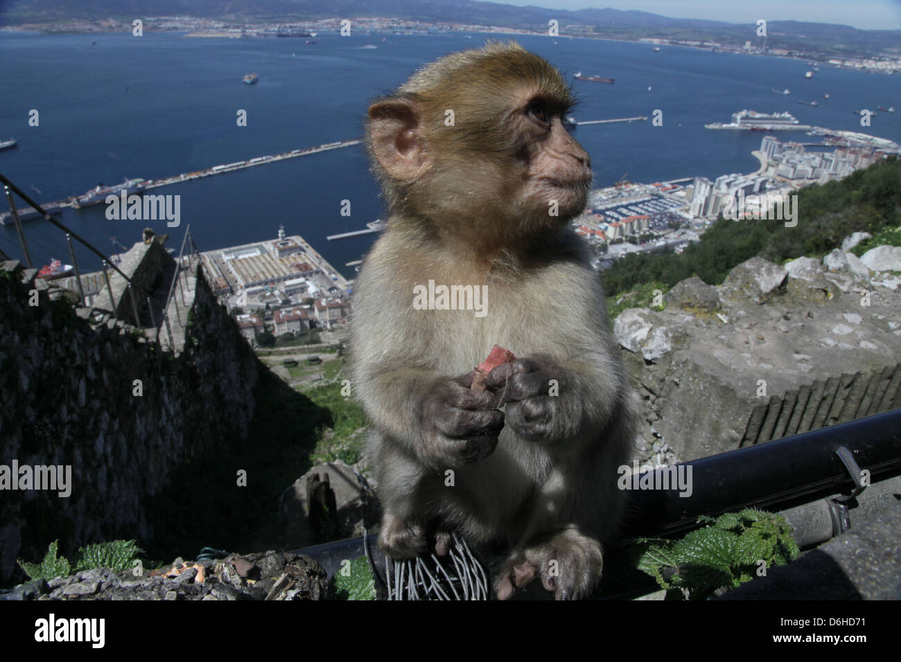 Baby Berberaffe (Macaca Sylvanus) im Naturpark Oberer Felsen, Gibraltar, Großbritannien, über blauen Himmel.   AKA Barbary Affe oder Rock ape Stockfoto