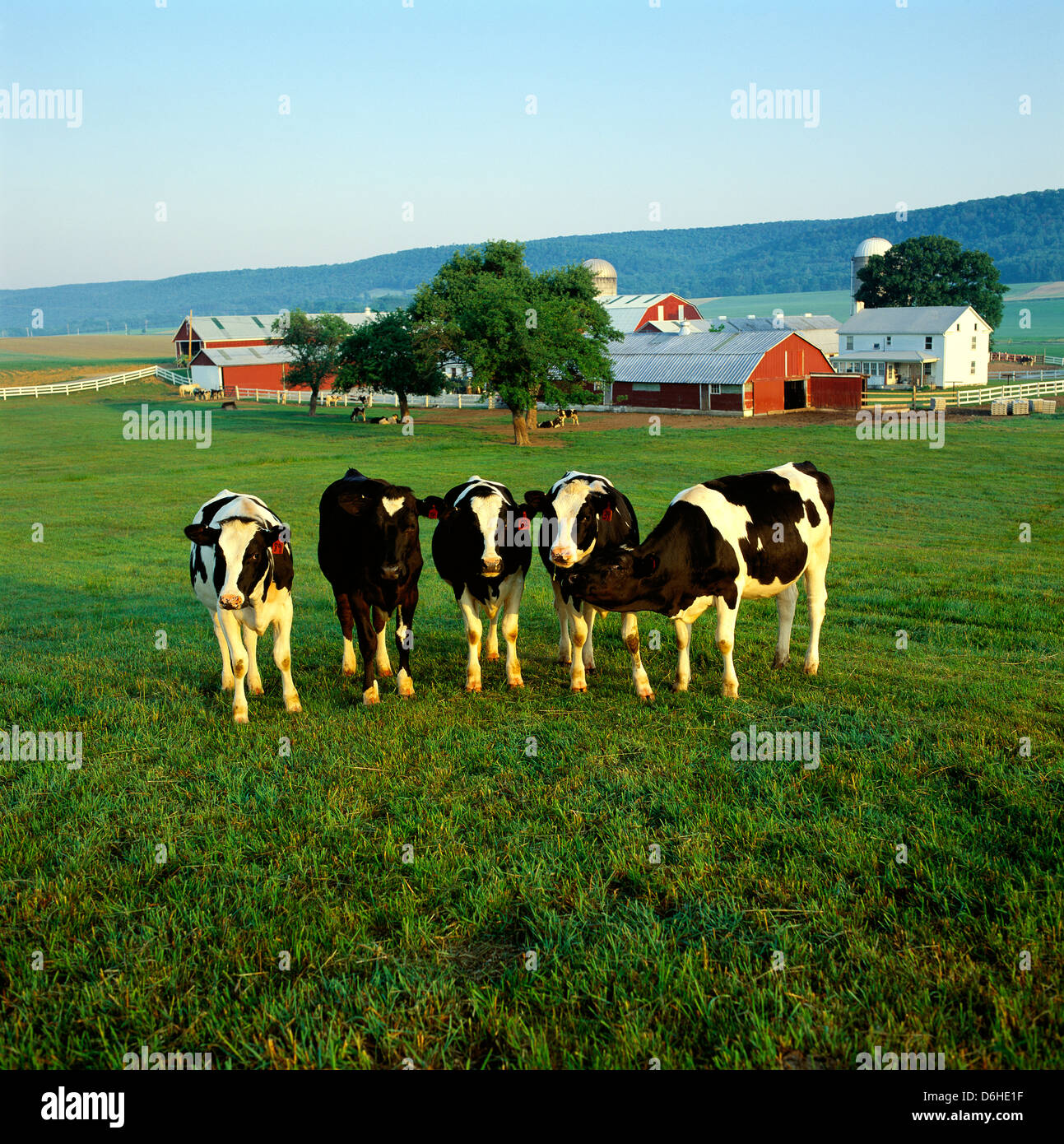 Neugierig Gruppe von jungen Holstein Kuh Kühe, breite Valley Farm, zentralen Pennsylvania, USA Stockfoto