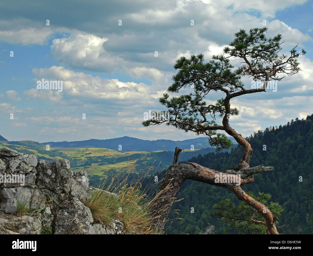 Kiefer auf Sokolica Berg in Polen Stockfoto