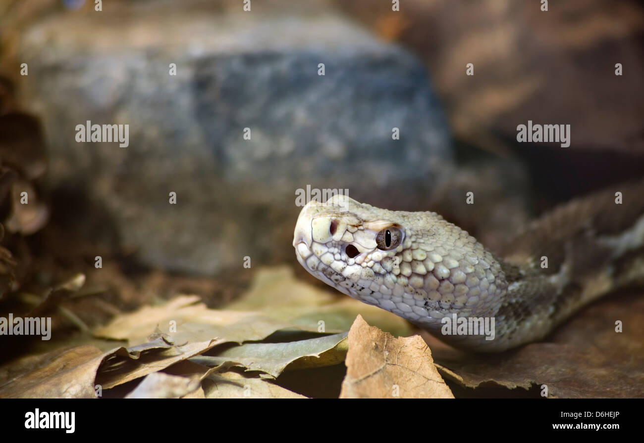 Holz-Klapperschlange, Crotalus Horridus Horridus auf dem Waldboden Stockfoto