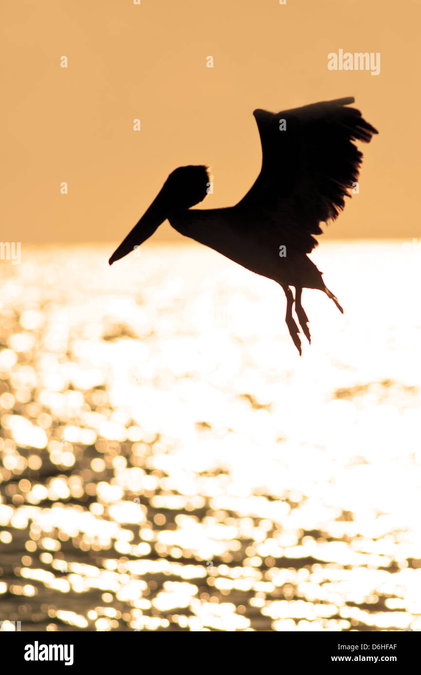 Brown Pelican Tauchen bei Sonnenuntergang in Florida Vogel Shorebird Ornithologie Wissenschaft Natur Tierwelt Umwelt vertikal Stockfoto
