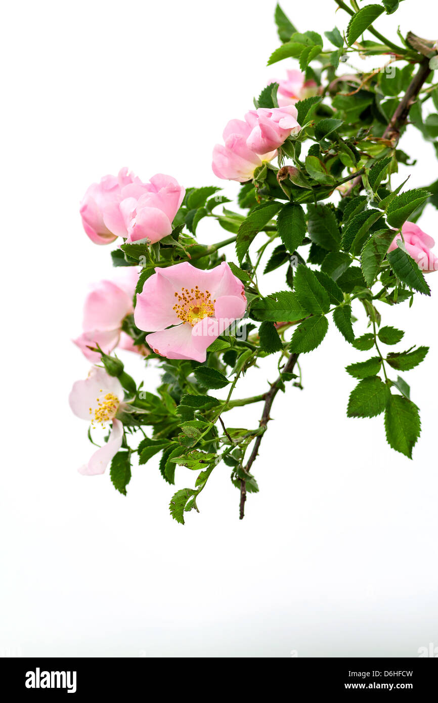 Schöne blühende wilde Rosenbusch Stockfoto