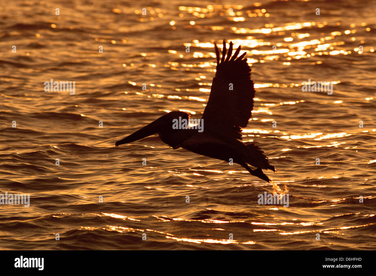 Brown Pelican fliegt bei Sonnenuntergang in Florida Vogel Shorebird Vogelkunde Wissenschaft Natur Tierwelt Umwelt Stockfoto