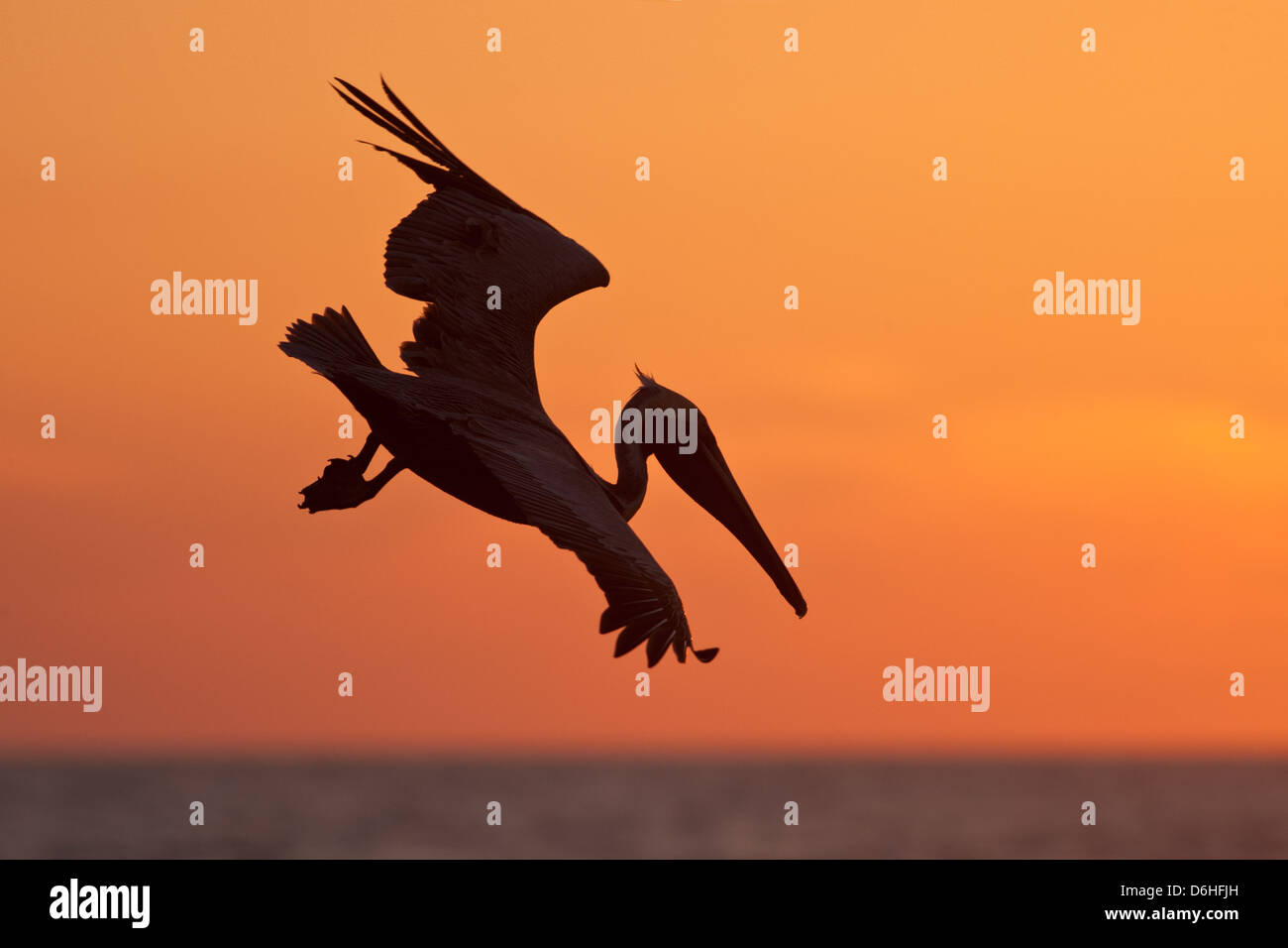 Brown Pelican fliegt bei Sonnenuntergang in Florida Vogel Shorebird Vogelkunde Wissenschaft Natur Tierwelt Umwelt Stockfoto