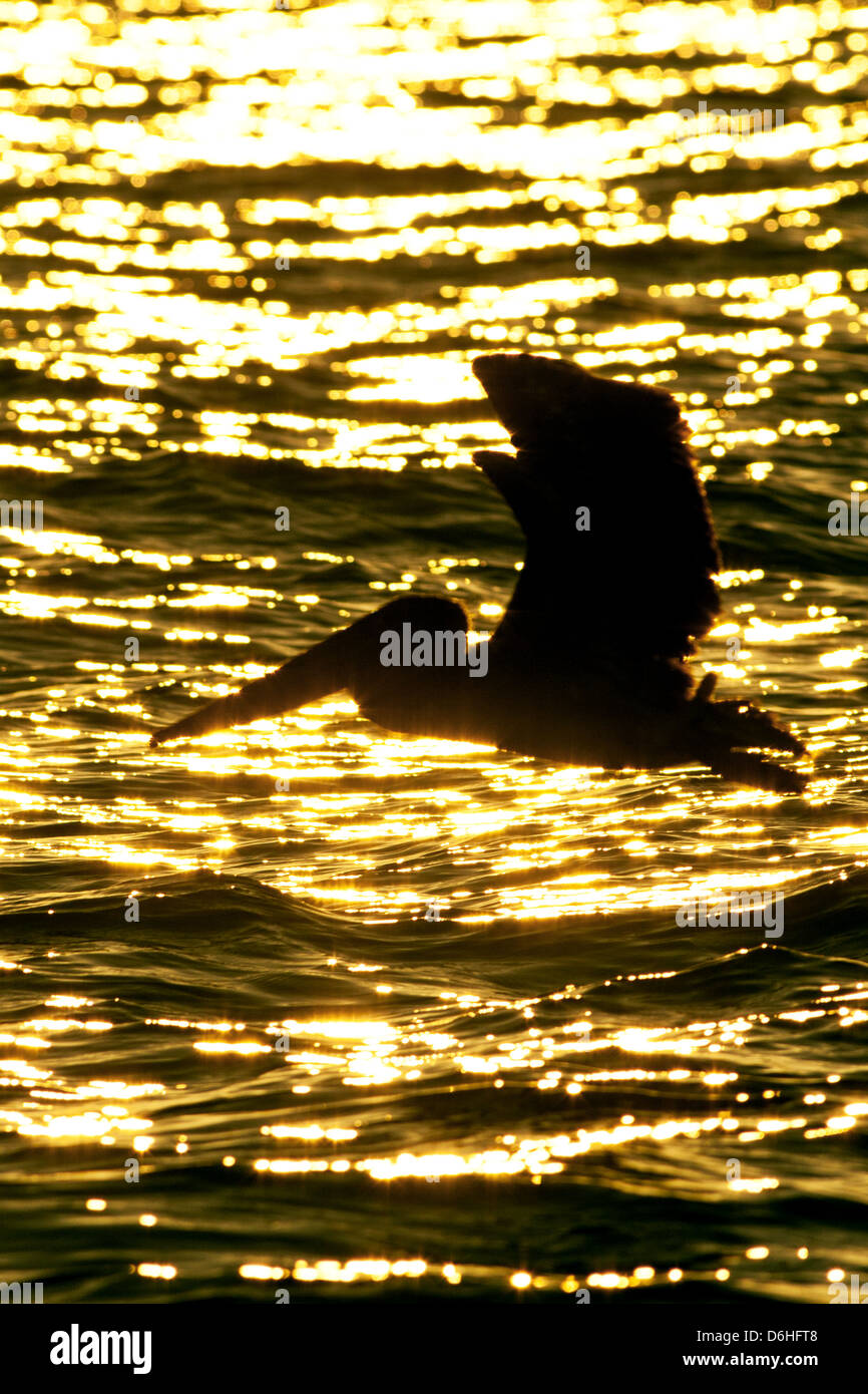 Brown Pelican fliegt bei Sonnenuntergang in Florida Vogel Shorebird Vogelkunde Wissenschaft Natur Tierwelt Umwelt vertikal Stockfoto