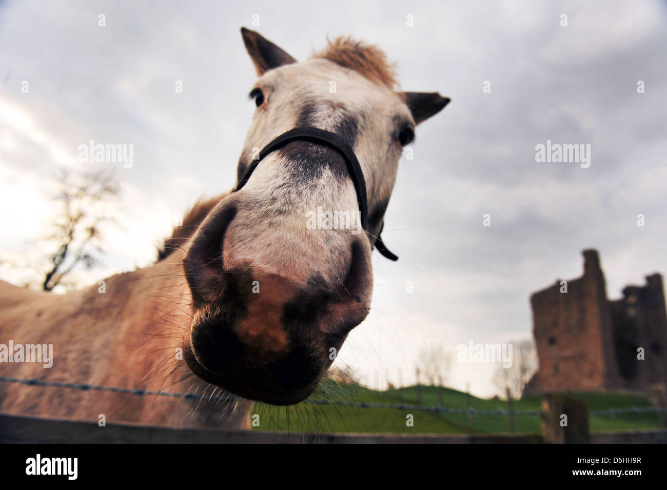 Pferd Kopf von unten mit Brough Castle im Hintergrund fotografiert. Stockfoto