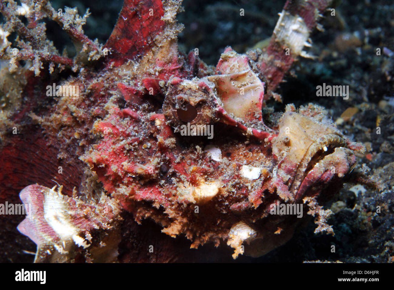 Demon Stinger (Inimicus Didactylus), Lembeh Strait, Indonesien Stockfoto