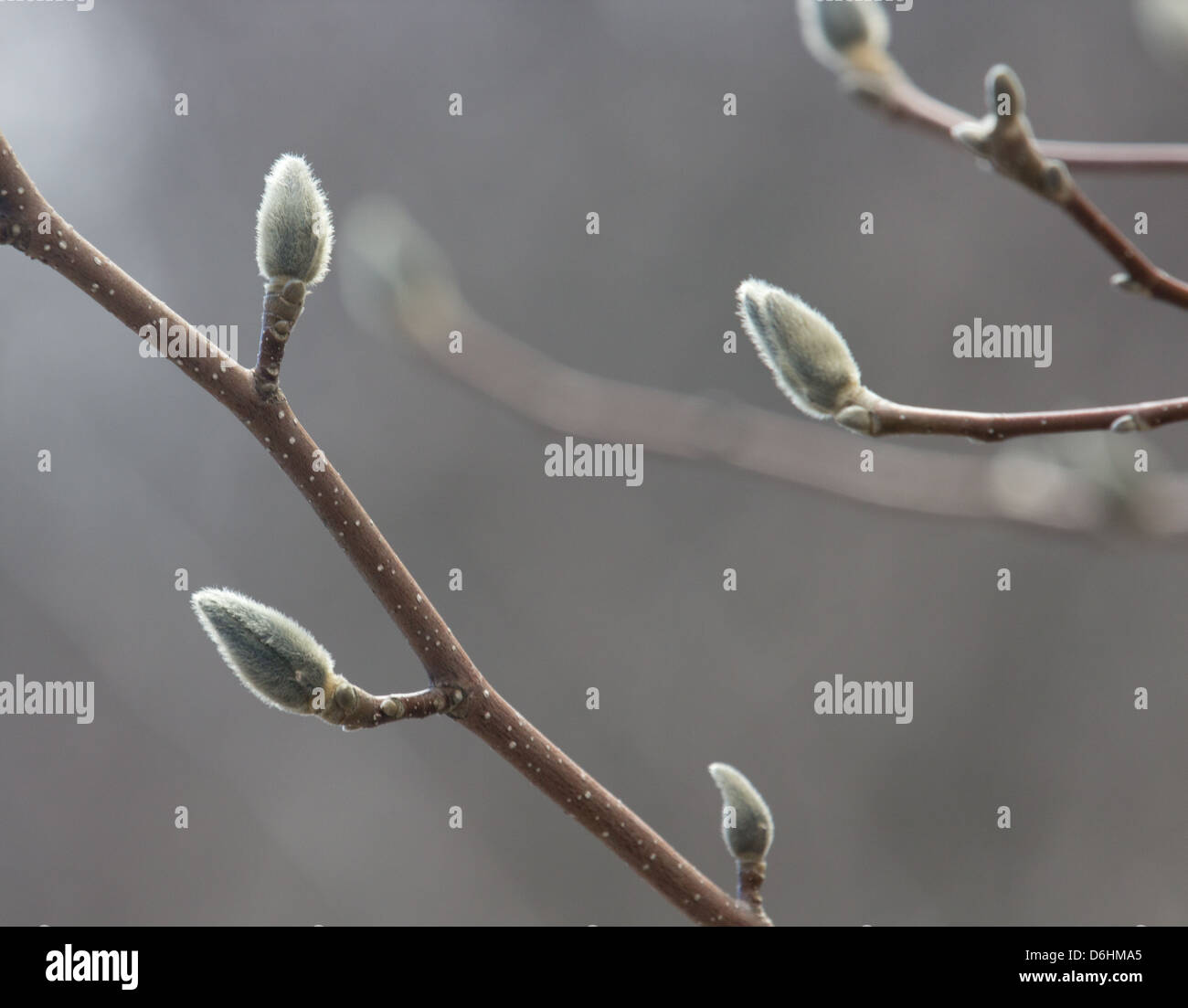 Zeitigen Frühjahr Knospen der Hintergrund jedoch unscharf Stockfoto