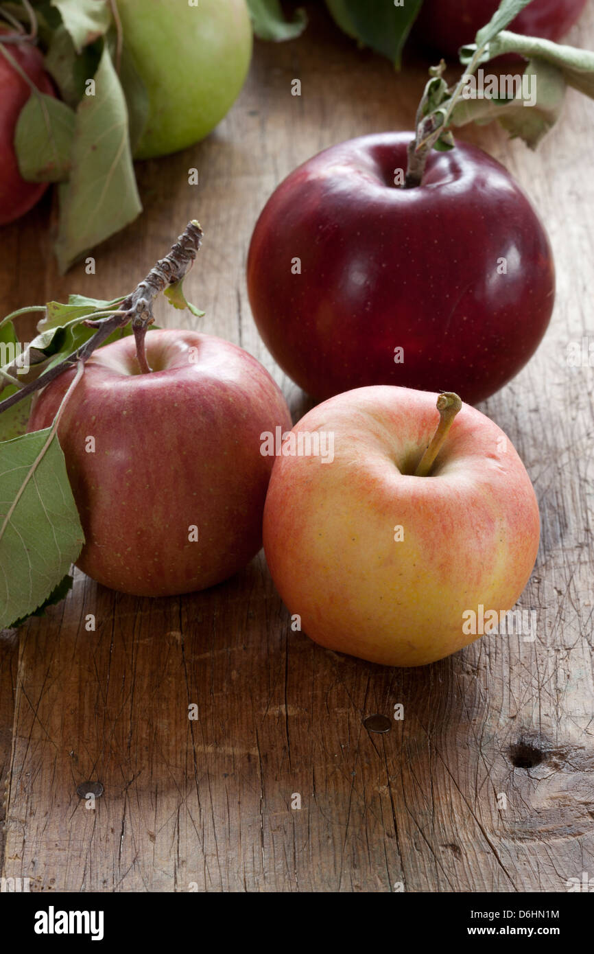 Äpfel pflücken frisch und fotografiert im Studio, von der Hudson Valley, New York State Stockfoto