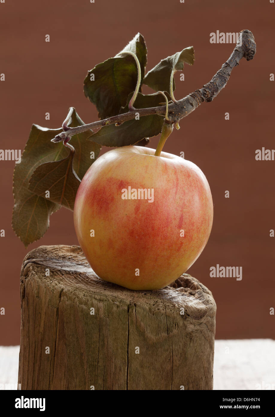 Äpfel pflücken frisch und fotografiert im Studio, von der Hudson Valley, New York State Stockfoto
