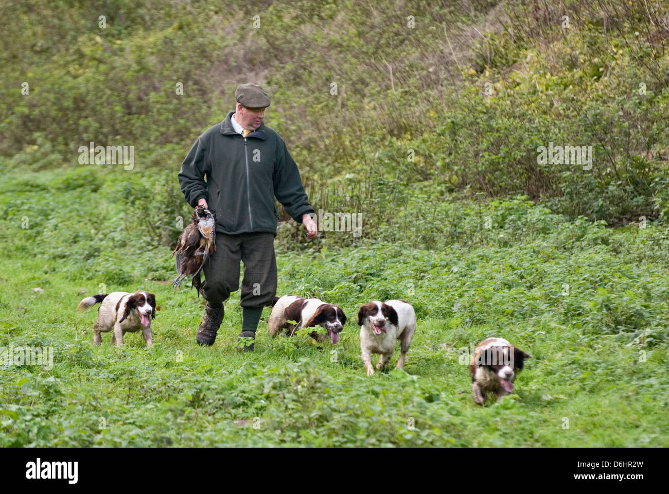 Mann mit English Springer Spaniel mit ungarischen Rebhühner während eines angetriebenen Shootings in Yorkshire England geerntet Stockfoto