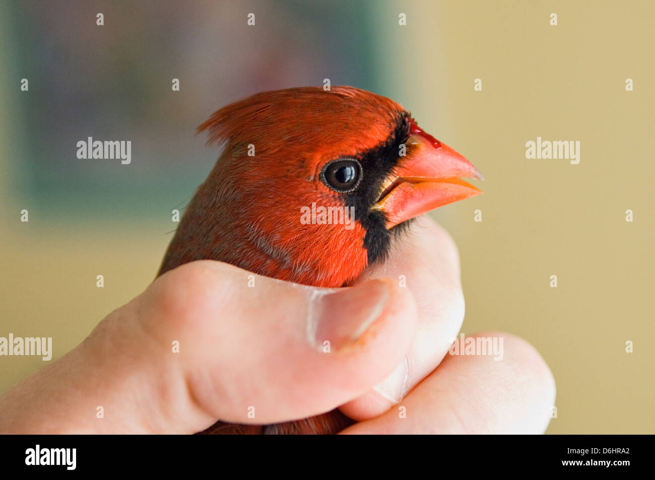 Nördlichen Kardinal betäubt und verletzt nach dem fliegen in einem Fenster Stockfoto Nördlichen Kardinal betäubt und verletzt nach dem fliegen in einem Fenster Stockfoto