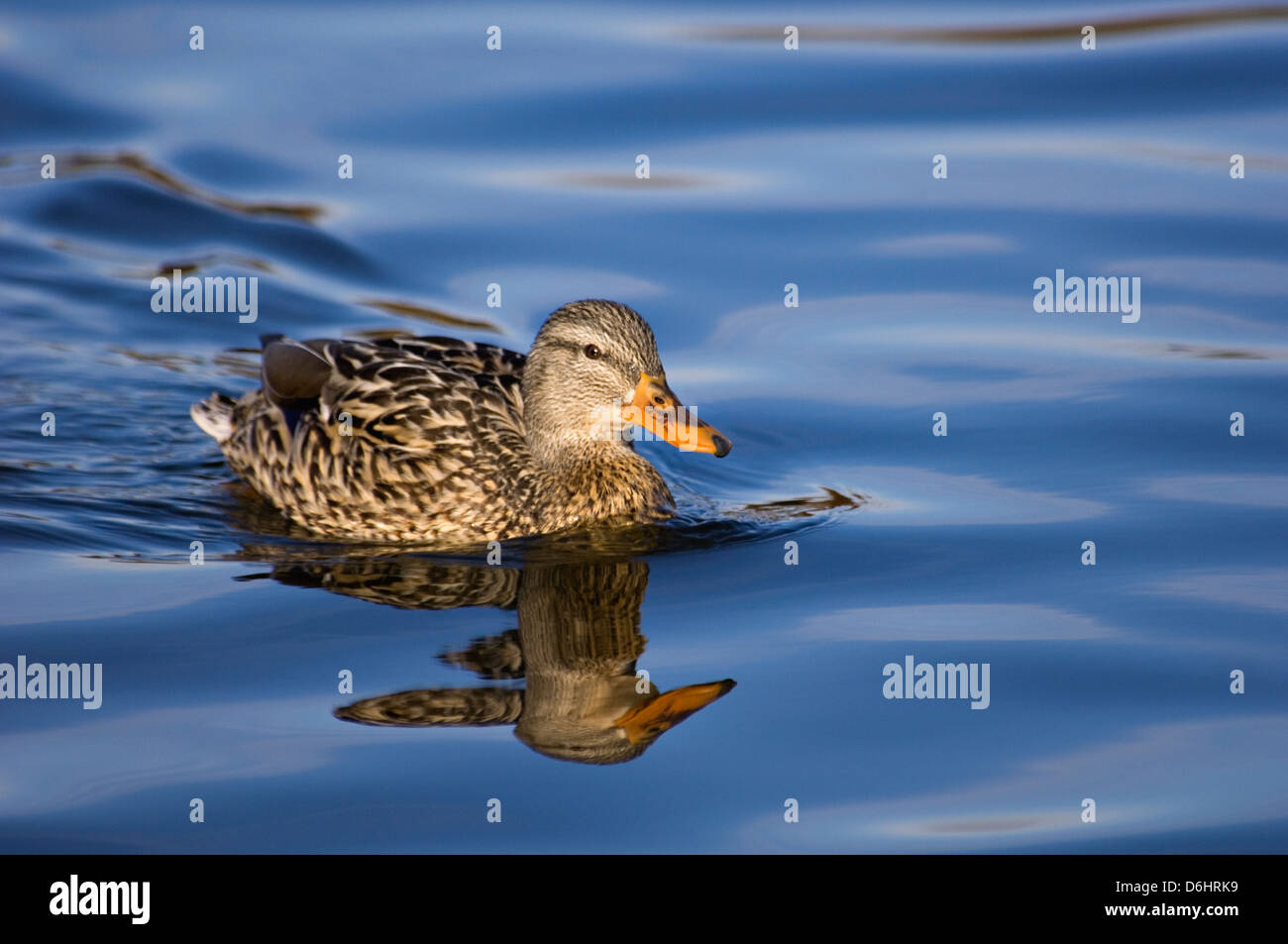Mallard Duck weibliche Schwimmen mit Reflexion Stockfoto