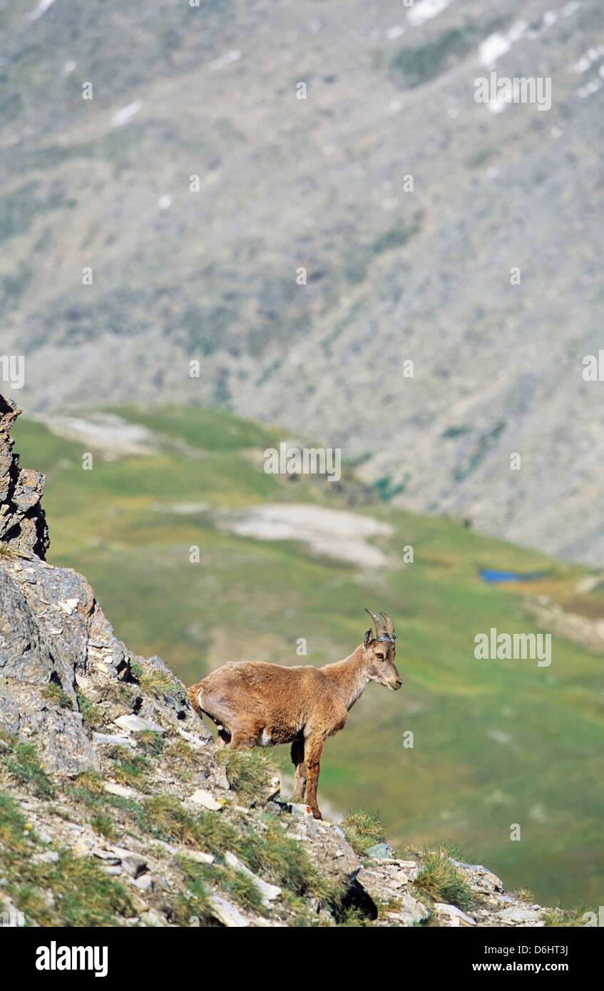 Alpine Ibex (Capra Ibex) junge Frau, Kuh im Frühjahr. Der lange Winter im Hochgebirge verkümmern und die Tiere geschwächt. Stockfoto