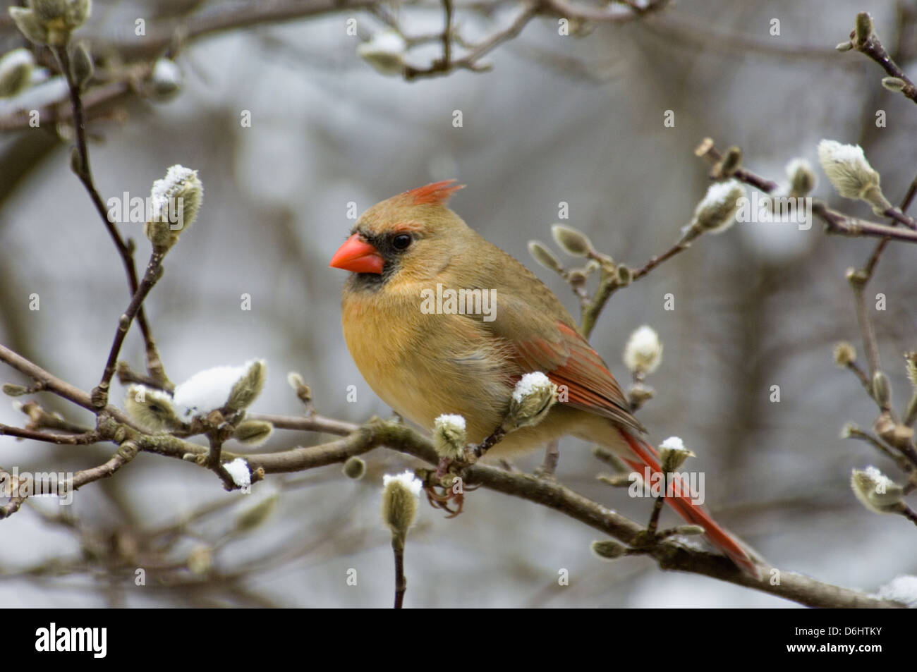 Weiblichen nördlichen Kardinal thront auf Zweig der Stern-Magnolie in Floyd County, Indiana Stockfoto