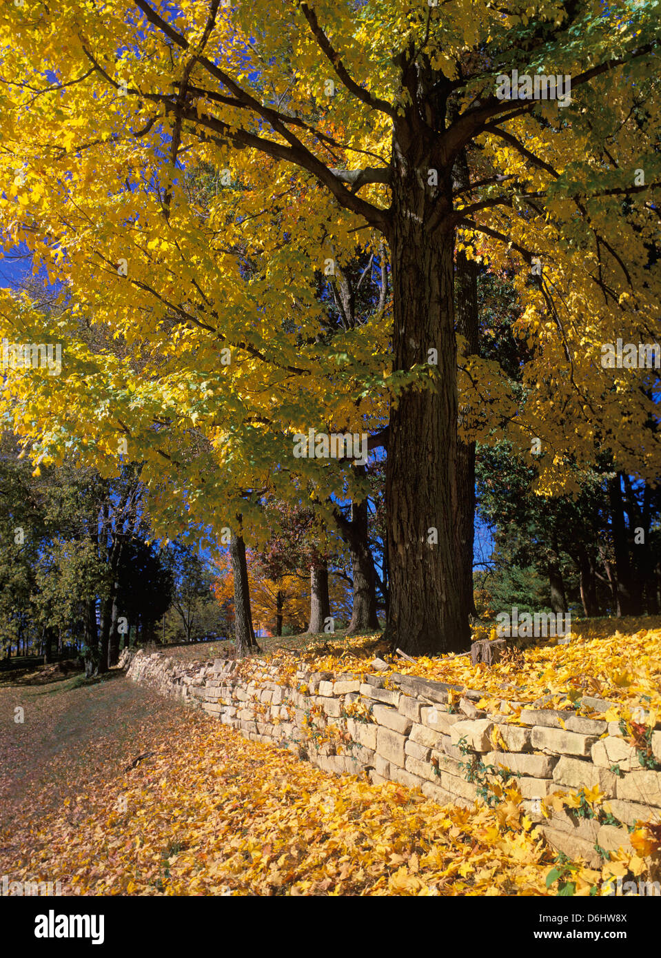 Herbst-Ahorn und anderen Bäumen neben Steinmauer in Jackson County, Indiana Stockfoto