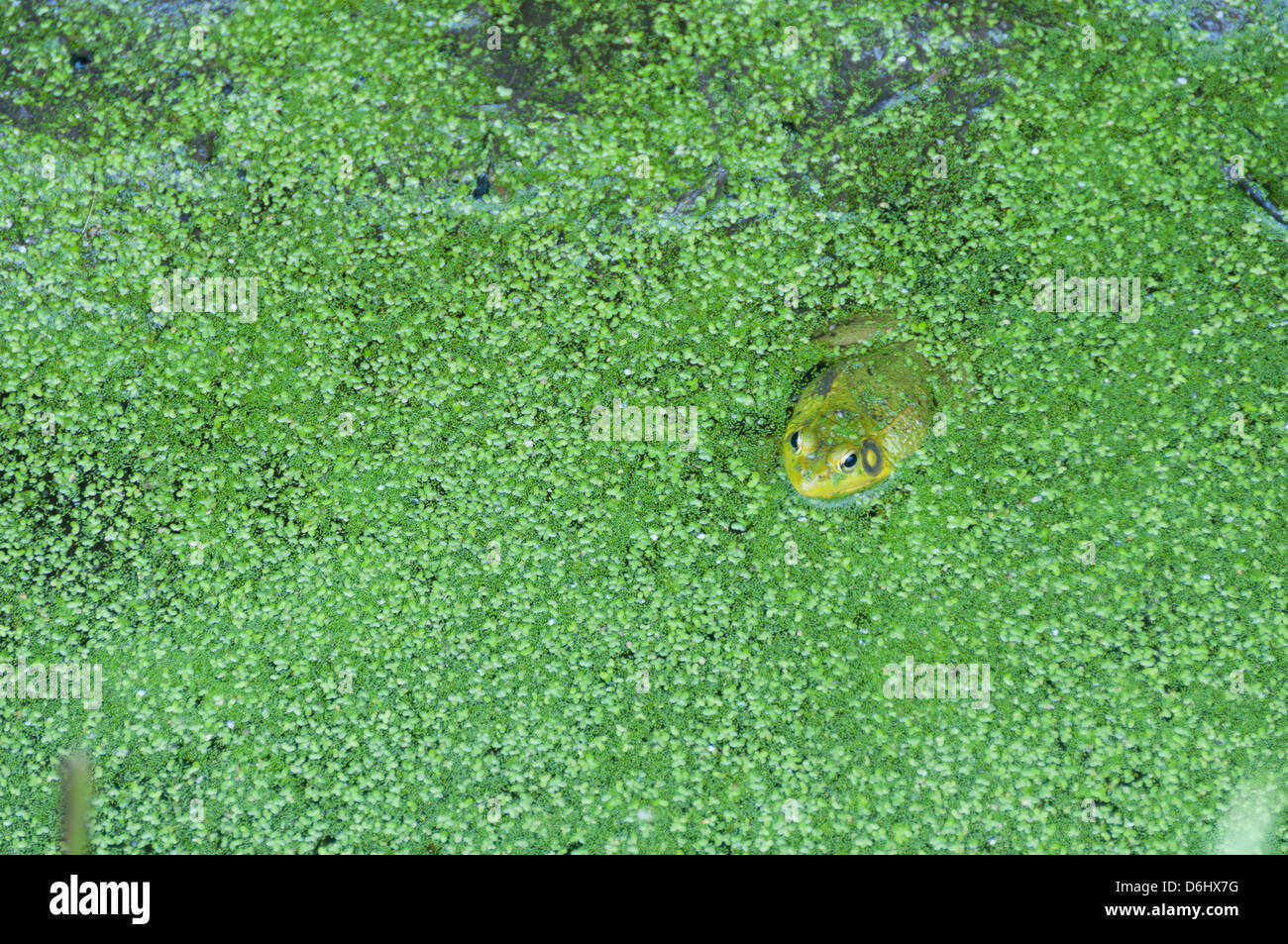 Frosch in Wasserlinsen Stockfoto