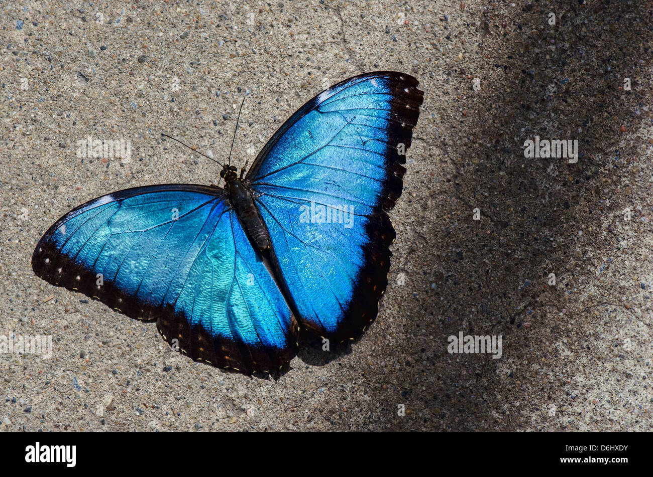 Blue Morpho auf eine konkrete Boden liegend Stockfoto