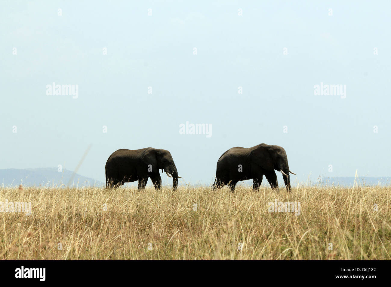 Afrikanischer Elefant Paar (Loxodonta Africana) zu Fuß durch die Savanne, Serengeti, Tansania Stockfoto