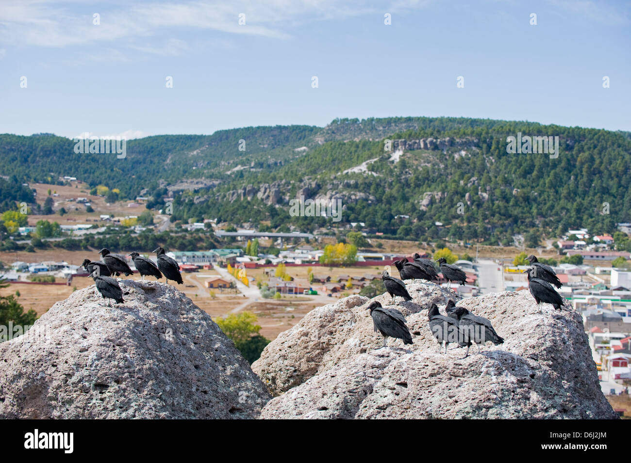 Geier in Creel, Barranca del Cobre, Copper Canyon Staat Chihuahua, Mexiko, Nordamerika Stockfoto