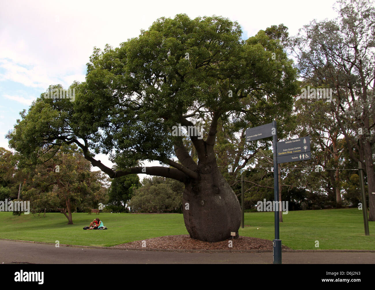 Queensland-Flaschenbaum in den Royal Botanic Gardens Sydney Stockfoto