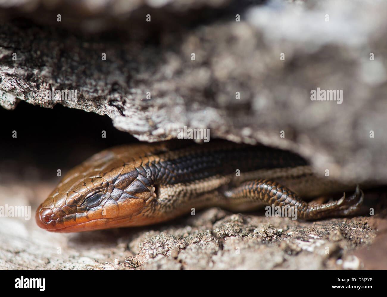 18. April 2013 - Elkton, Oregon, USA - Nickerchen ein Wärmezone westlichen Skink während aus einem Versteck vor Ort unter der Rinde von einem faulen Baum auf einem Hügel in der Nähe von Elkton stossen.  Die westlichen Skink hat die Fähigkeit, bewusst Schwanzspitze abwerfen wenn Angriff von einem Raubtier. (Bild Kredit: Robin Loznak/ZUMAPRESS.com ©) Stockfoto