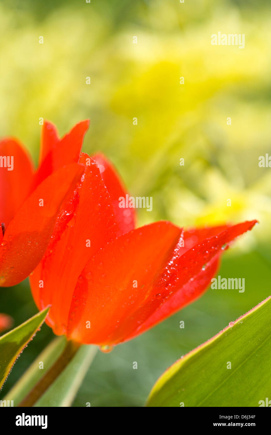 TULIPA PRAESTANS BLOEMENLUST MIT NARCISSUS JONQUILLA HINTER Stockfoto