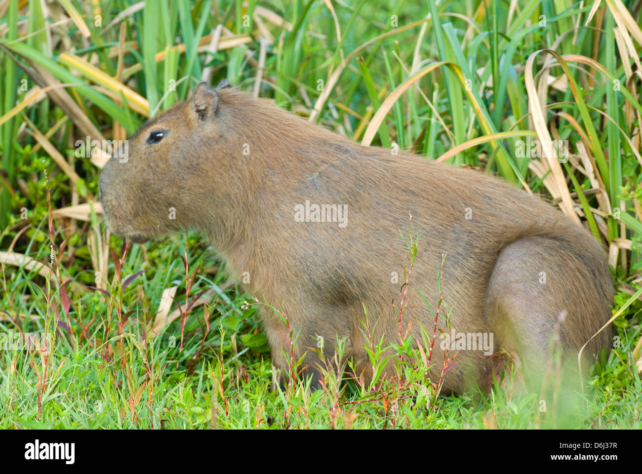 Capybara in Feuchtgebiet in Santa Teresa Nationalpark in Rocha Uruguay Stockfoto