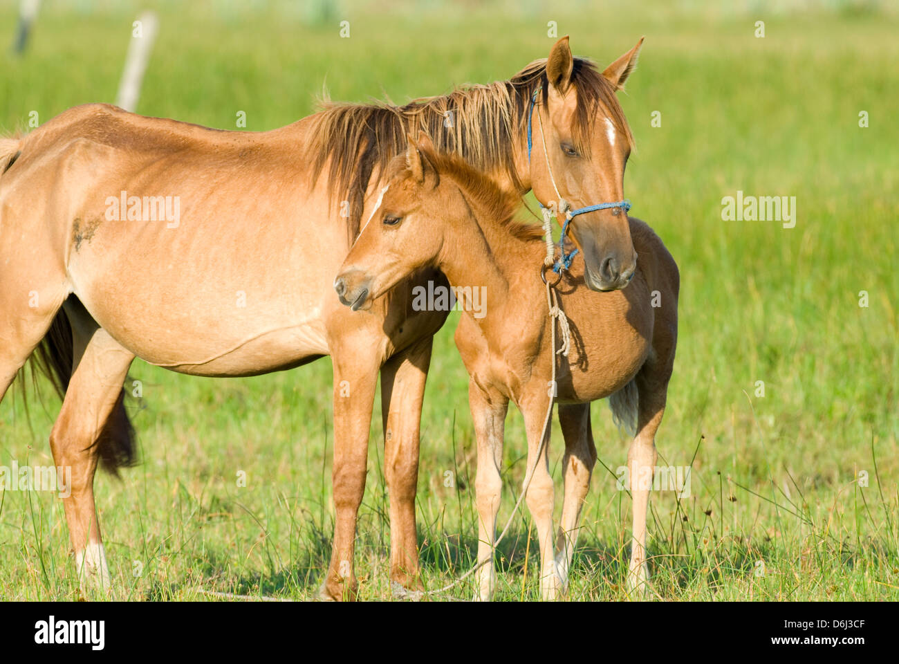 Stute mit Fohlen im Feuchtgebiet in Rocha Uruguay Stockfoto
